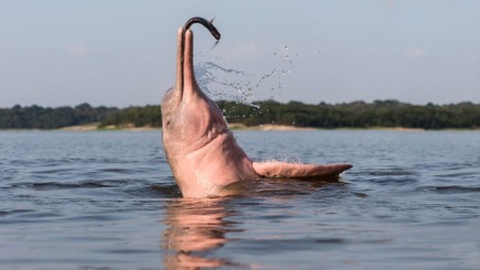 Dolphin Watching in Nepal| Sapta Koshi River|